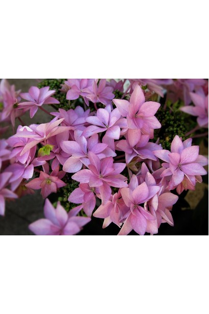 Крупний план квітів гортензії You & Me Romance з ніжно-фіолетовим відтінком.